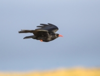 Chough (Tom McDonnell)